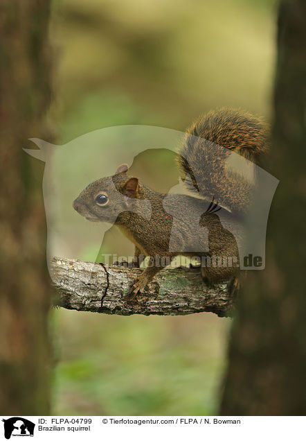 Guyana-Hrnchen / Brazilian squirrel / FLPA-04799
