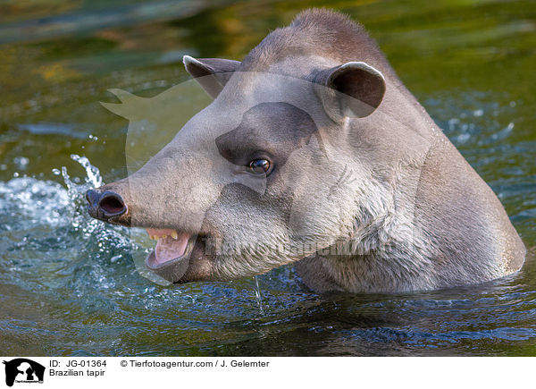Flachlandtapir / Brazilian tapir / JG-01364