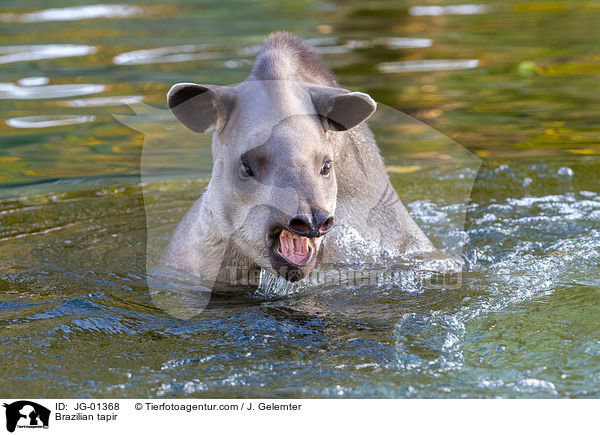 Flachlandtapir / Brazilian tapir / JG-01368