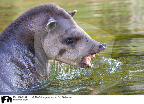 Brazilian tapir / JG-01371