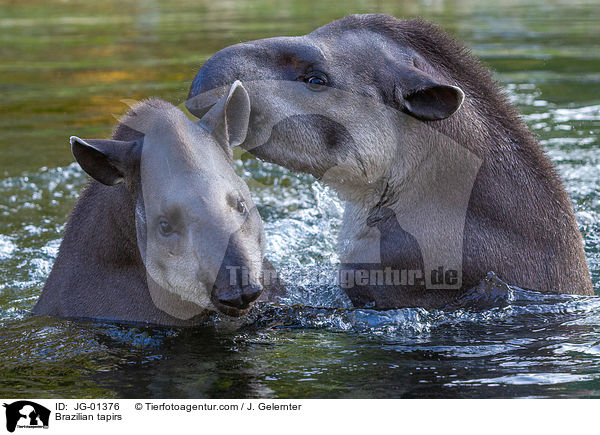 Flachlandtapire / Brazilian tapirs / JG-01376