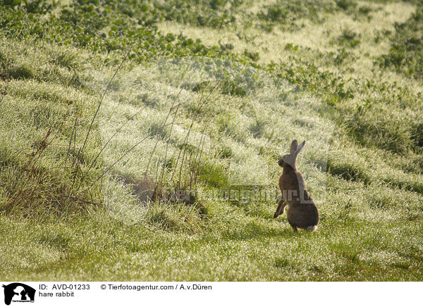 hare rabbit / AVD-01233