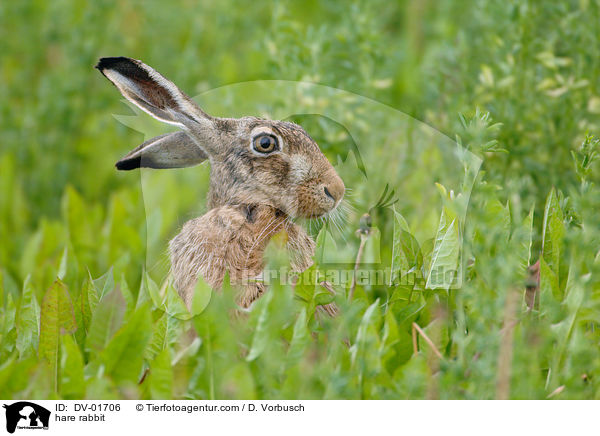 hare rabbit / DV-01706
