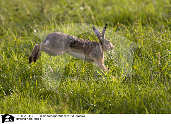 springender Feldhase / jumping hare rabbit / MIZ-01109