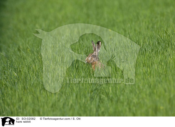 hare rabbit / SO-02082