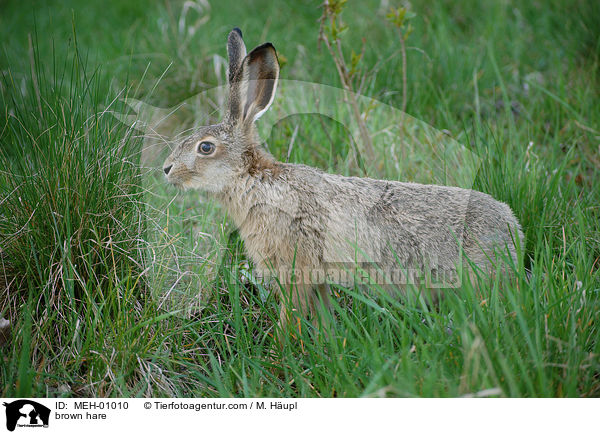 brown hare / MEH-01010