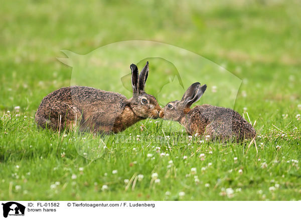 brown hares / FL-01582
