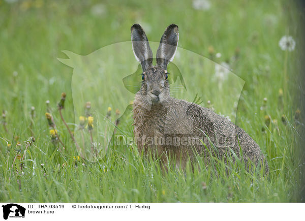 brown hare / THA-03519