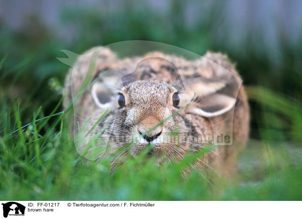 brown hare / FF-01217