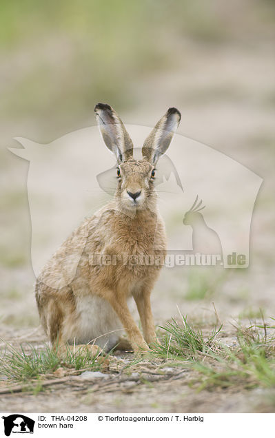 brown hare / THA-04208
