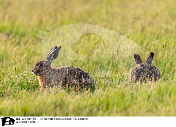 2 brown hares / WS-08469