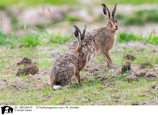2 brown hares / WS-08475