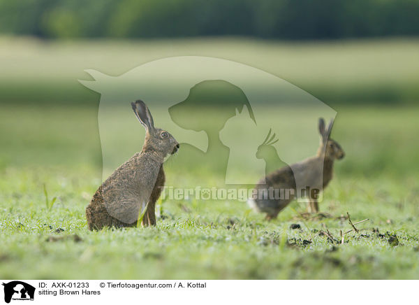sitting Brown Hares / AXK-01233