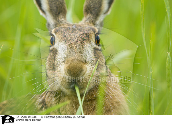 Brown Hare portrait / AXK-01236