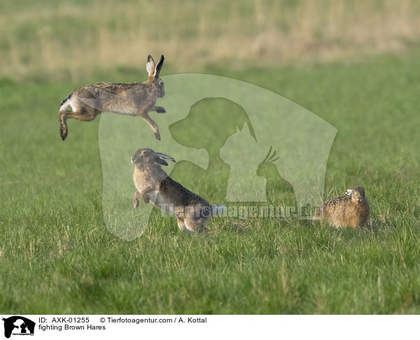 fighting Brown Hares / AXK-01255