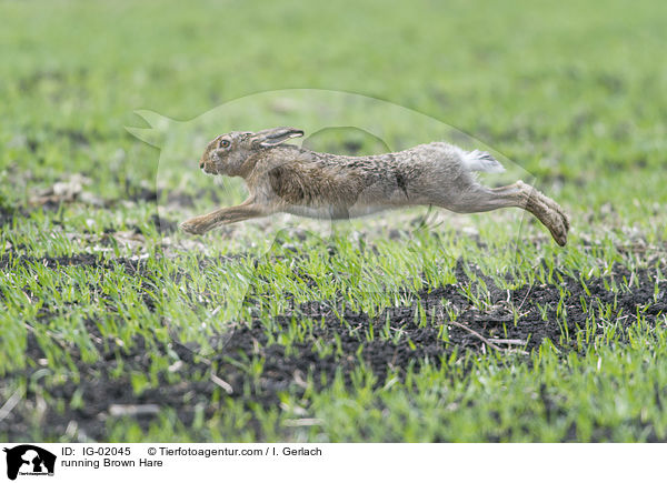 running Brown Hare / IG-02045