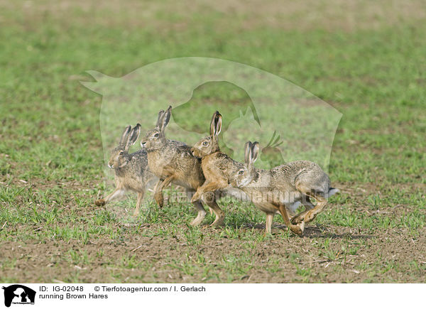 running Brown Hares / IG-02048