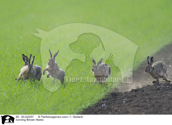 running Brown Hares / IG-02057