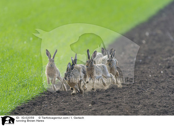 running Brown Hares / IG-02059