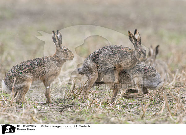 Brown Hares / IG-02087