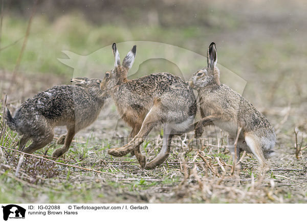running Brown Hares / IG-02088