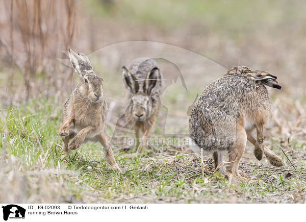 running Brown Hares / IG-02093