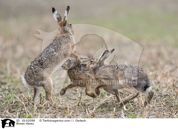 Brown Hares / IG-02098