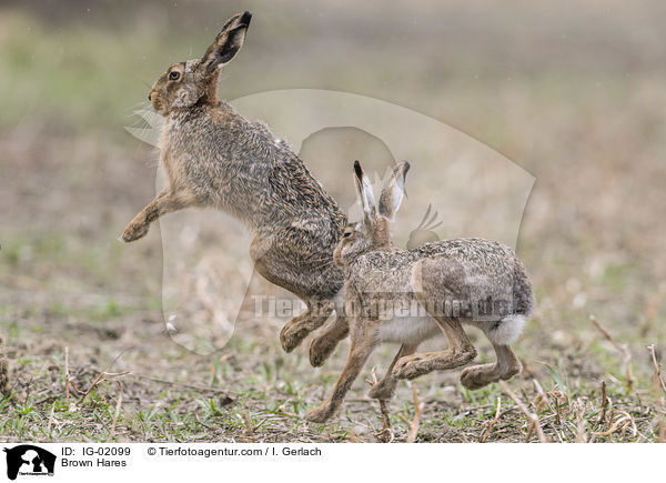 Brown Hares / IG-02099