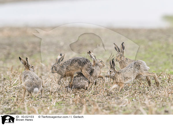 Brown Hares / IG-02103