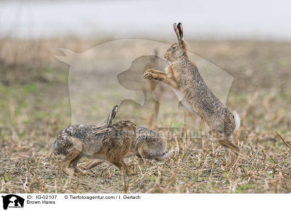 Brown Hares / IG-02107