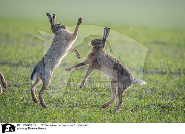 playing Brown Hares / IG-02202