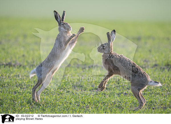 playing Brown Hares / IG-02212