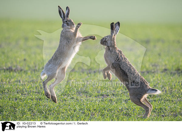 playing Brown Hares / IG-02213