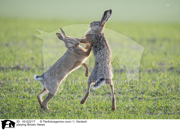 playing Brown Hares / IG-02217
