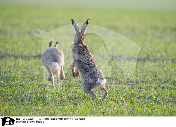 playing Brown Hares / IG-02221