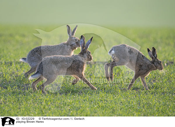 playing Brown Hares / IG-02229