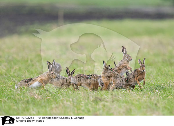 running Brown Hares / IG-02253