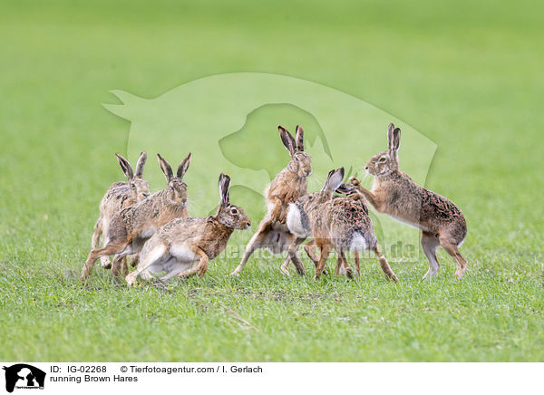 running Brown Hares / IG-02268