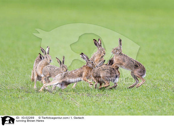 running Brown Hares / IG-02269