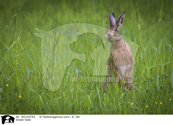 brown hare / SO-02753