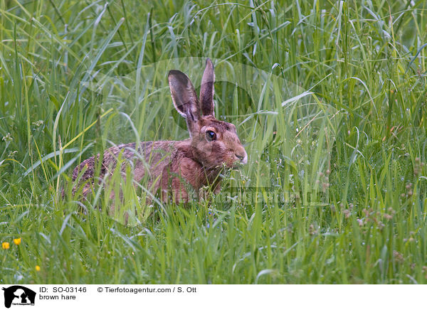 brown hare / SO-03146