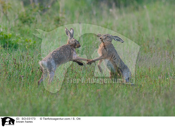 brown hares / SO-03173