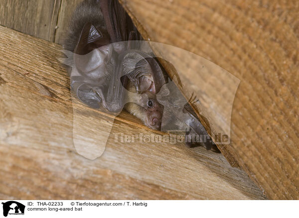 common long-eared bat / THA-02233