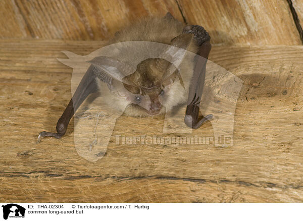 common long-eared bat / THA-02304