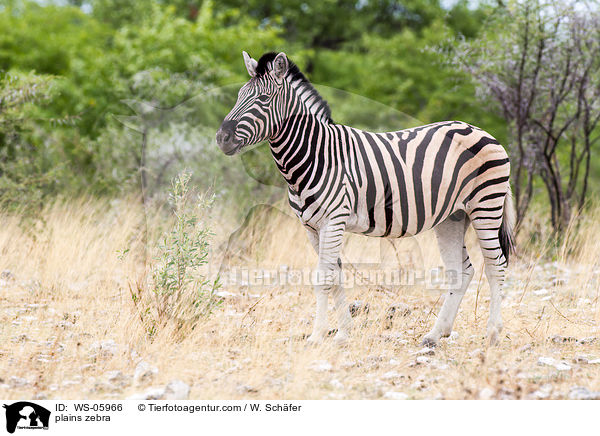 plains zebra / WS-05966