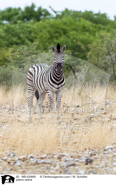 plains zebra / WS-05968