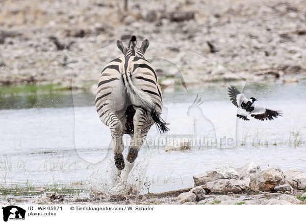 plains zebra / WS-05971