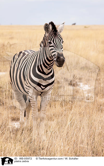 plains zebra / WS-05972