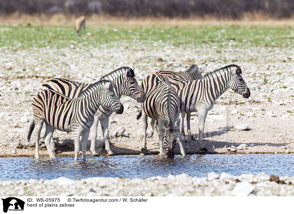 herd of plains zebras / WS-05975