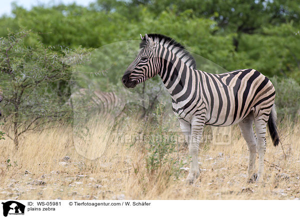 plains zebra / WS-05981